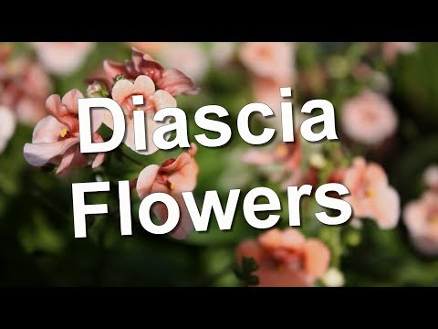 Video: Ružový Oblak Diascea. Reprodukcia, Starostlivosť