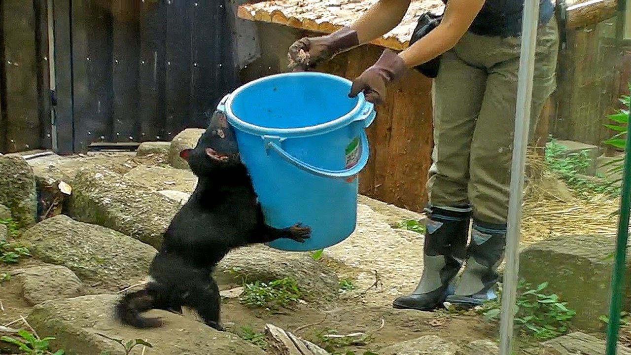 飼育員さんを追いかけるタスマニアデビル 多摩動物公園 Tasmanian Devil Zoo Keeper Youtube