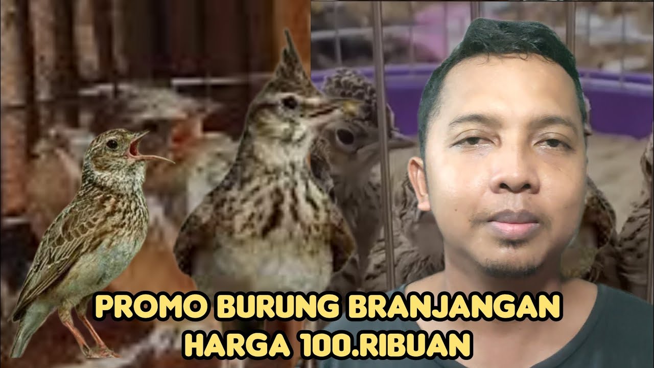 PROMO BURUNG BRANJANGAN HARGA MULAI 100.RIBUAN