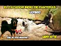 🔥El "Gaddi Kutta" El Perro Diseñado para Cazar Leopardos/ Mastin Dog VS Leopard