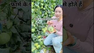 फार्म के पके खरबूज कैसे होते हैं।। #shorts #youtubeshorts #fruit #melon #farming #farm