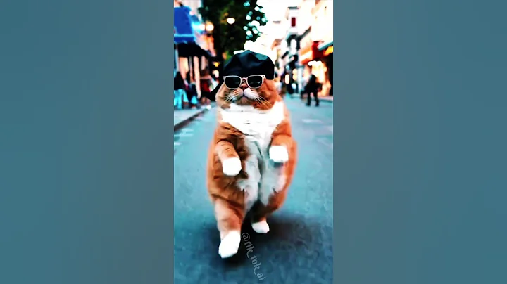 Watch the video about Cute Cat Video kitten 🐈 #funny #cute #cat #animaldance #shortsfeed #catvideos #catdance #catvideo