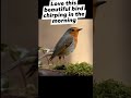 beautiful bird chirpping #good #shorts #healthy #knowledge #viral #birds