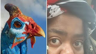 Ancestral cloth symbolism - The reason a healer is called Kgaka (a guinea fowl)