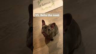 Bentley .VS. Bella #Cheerios #dogs #catching #tricks  #French bulldog/Frenchie