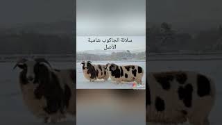 حوالات العالم 😲😲😲😲😲