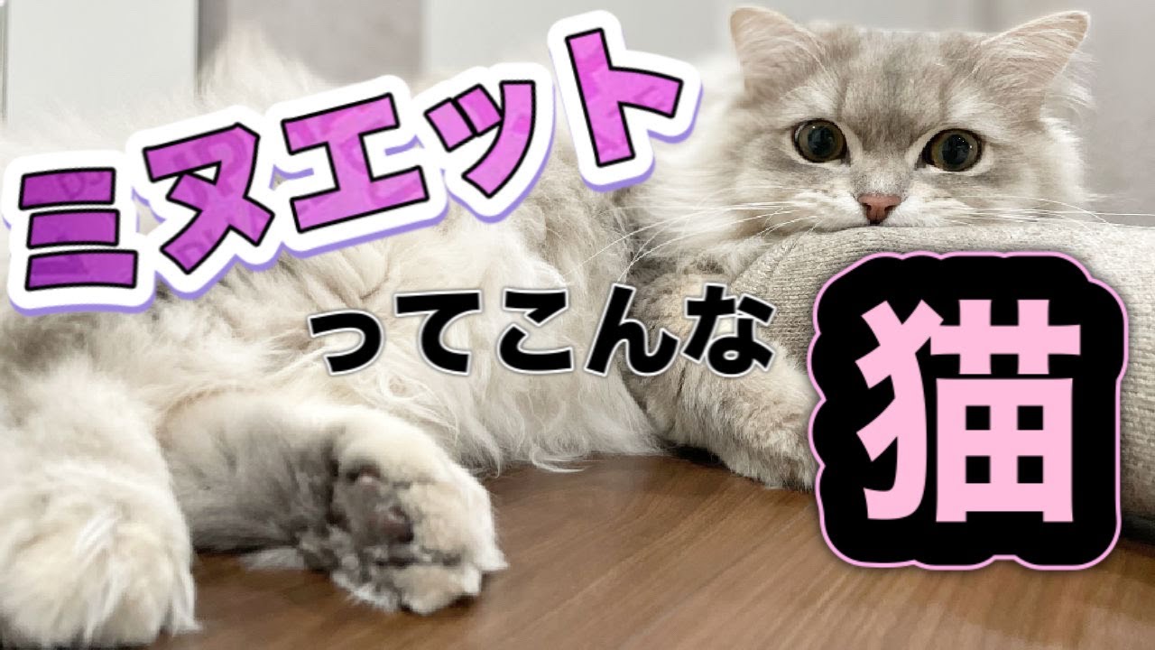 【猫種でお悩みの方】ミヌエットは甘え上手！飼いやすい猫