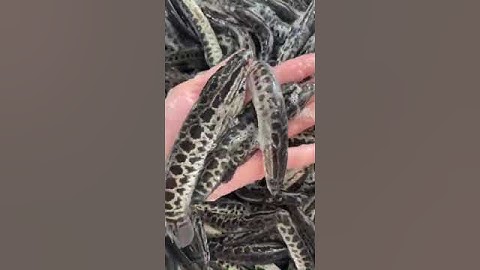 Giống cá chuối hoa #shorts