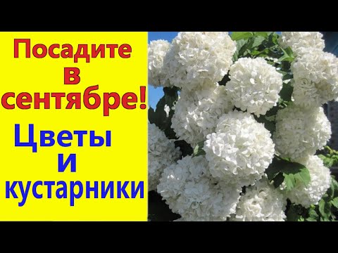 Что посадить в СЕНТЯБРЕ? Цветы и кустарники, которые можно сажать осенью.