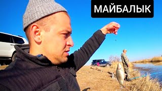 КАРАСЬ ПРЕТ КАК С ПУЛЕМЕТА! ДОРОГА НА МАЙБАЛЫК!