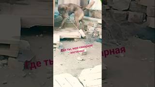 Мишка, в поисках сокровищ! 😁🐕 #собака #смешныеживотные #приколы #смешное #улыбка