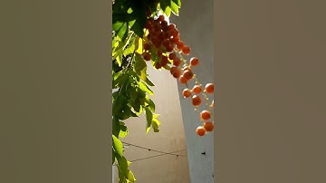 Burn like sun and shine the world 🌎 I Kho Gaye Hum Kahan I IIT JEE I NEET I UPSC