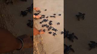 Releasing Baby Turtles Into The Wild