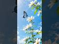 “Beautiful Butterfly Facts in 30 Seconds 🦋”#shorts