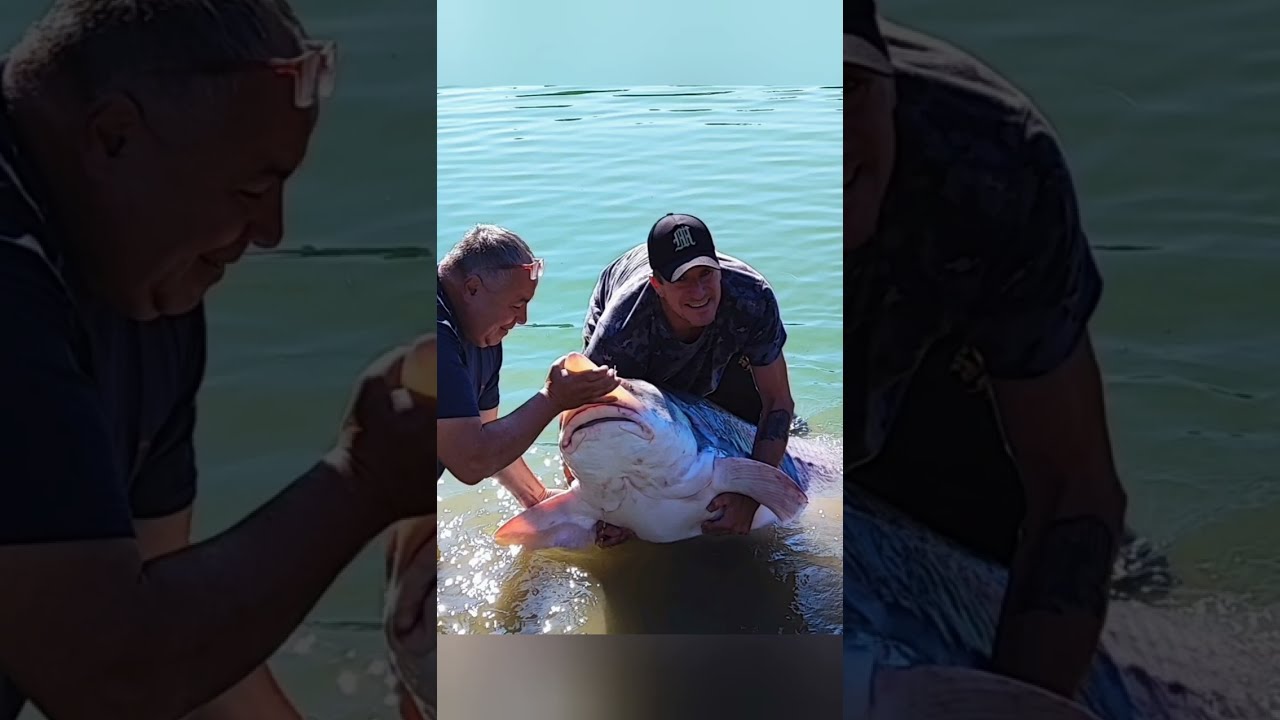 Pesca allo Storione Gigante over 160 chili..JO JO JUNIOR !! ..By Mao !!🇮🇹🦈🦈🇮🇹