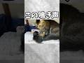 人間みたいな方法で育児を交代する猫夫婦✨