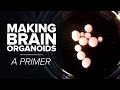 Making Brain Organoids: A Primer