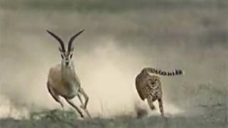 Как быстро бегает леопард