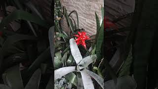 Mostrando Minhas Meninas