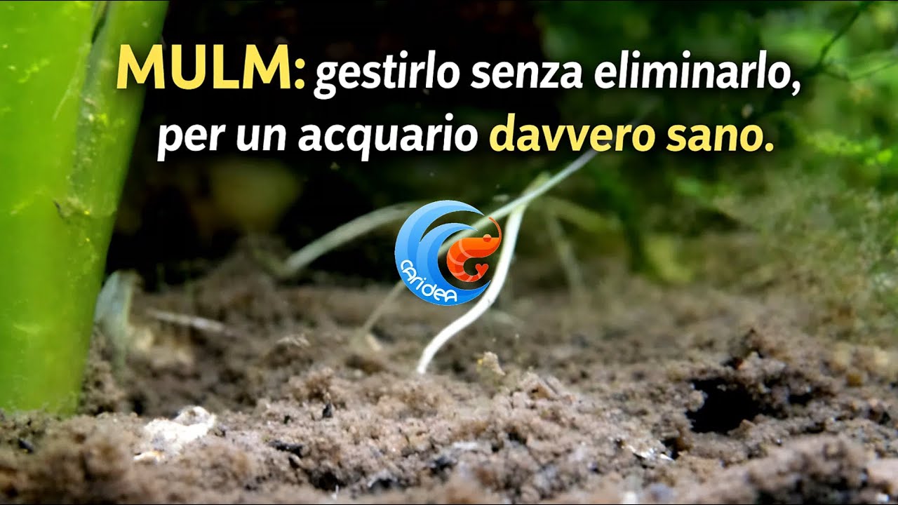 IL MULM: COSA E' E COME GESTIRLO SENZA ELIMINARLO, PER UN ACQUARIO DAVVERO SANO.