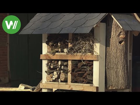 Active for insects - habitats for bees, beetles and other insects in your own garden