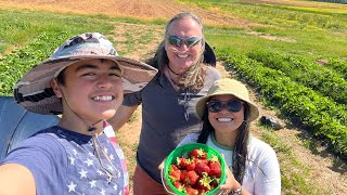 Strawberry picking at Messick's Farm Manassas VA!
