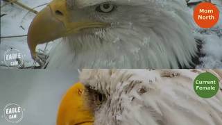 Decorah North Nest | Mom North vs current Female