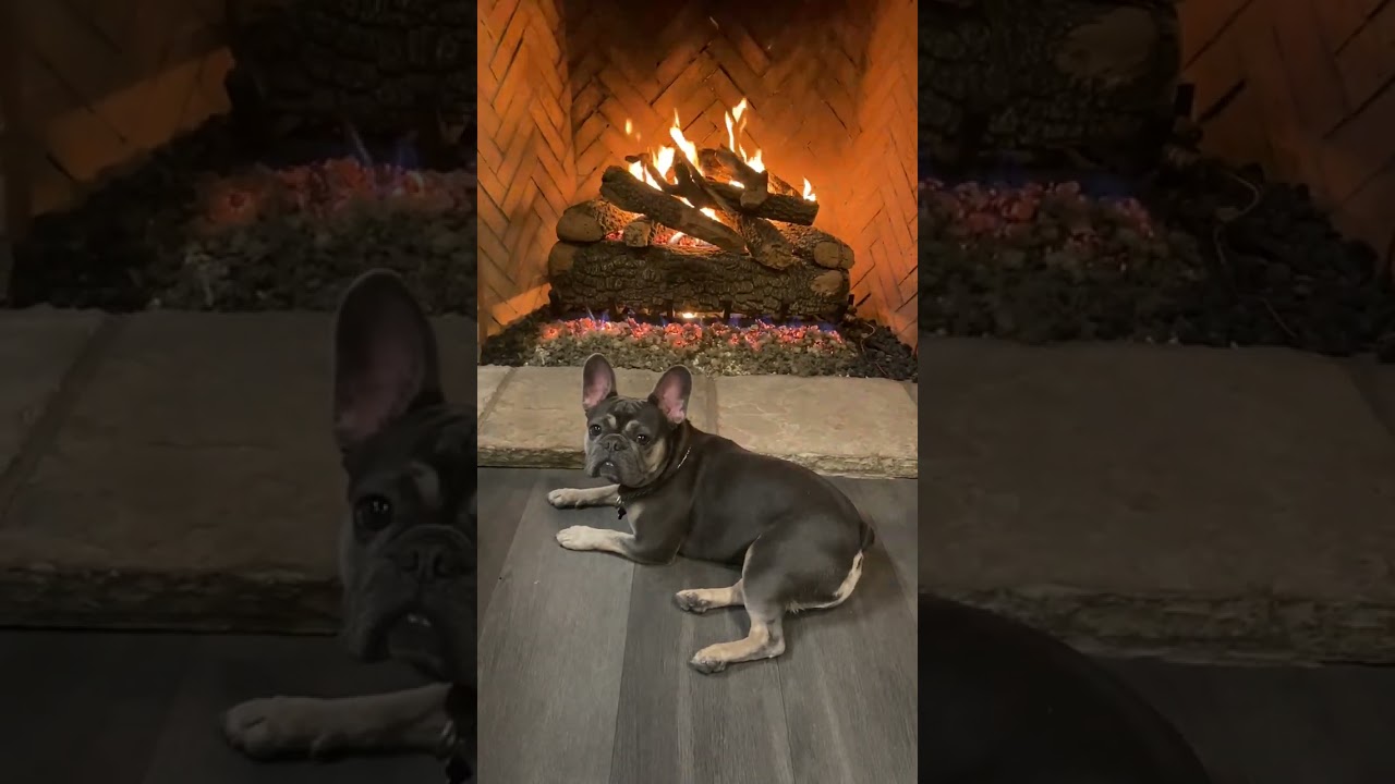 Golden Blount Big Tex 36" w/ Twig Kit