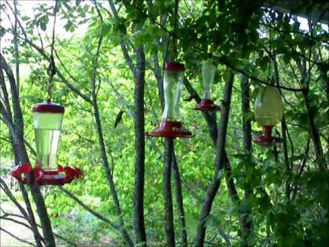 Les colibris de Saint-Robert-Bel...  - printemps 2...