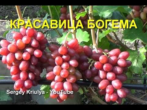 Виноград Богема Описание Сорта Фото