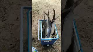 Catch report 14 - Kayak fishing adventure | Dubai UAE 🇦🇪