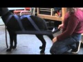 Properly Fitting a Harness (APDA Videocast Episode 2) Properly Fitting a Harness (APDA Videocast Episode 2)