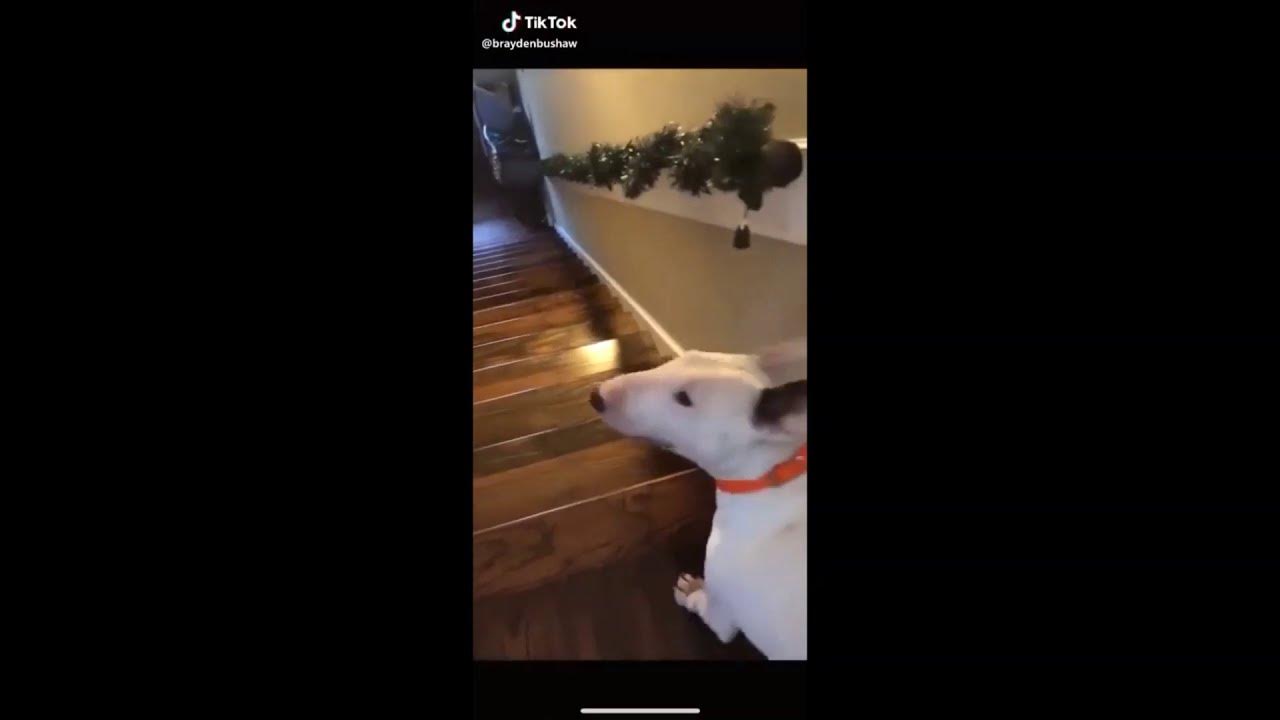 Dog jumping down stairs with Caption YouTube