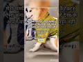 Dogesh Bhai on top😂😂😜#dogeshbhai#funny#funnydog#comedy#motivation#memeteam#ytviral#labrador#ytmemes