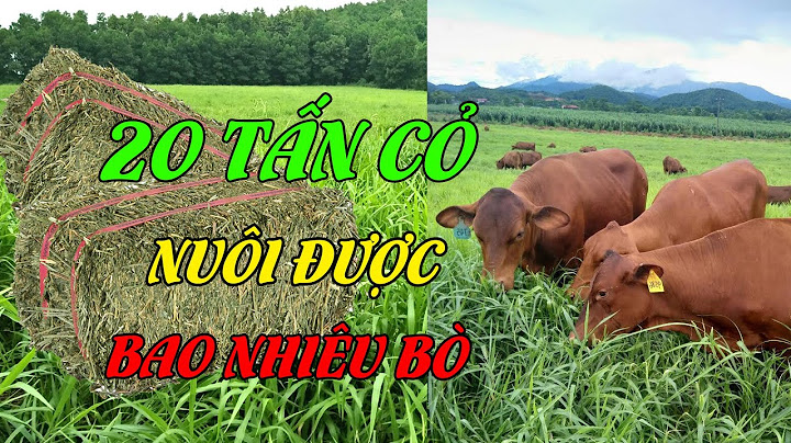 1 con bò cần trồng bao nhiêu cỏ