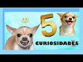 5 CURIOSIDADES que no sabias de los Perros CHIHUAHUA 🐶 | QueTuany