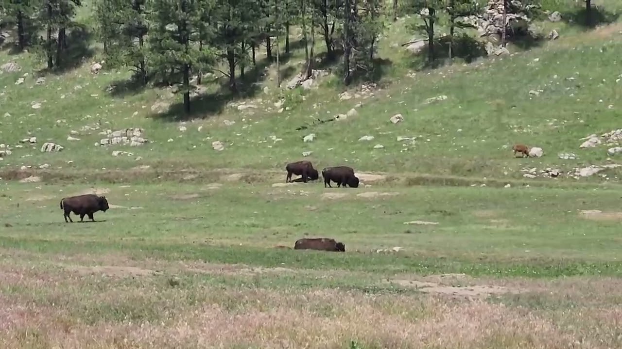 Tatanka in Custer State Park