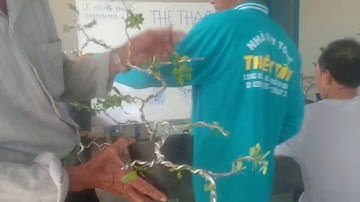 Thế thác đổ, tiếp theo