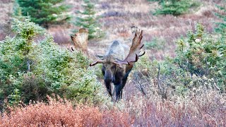 Trophy Bull Moose Returns to the Valley