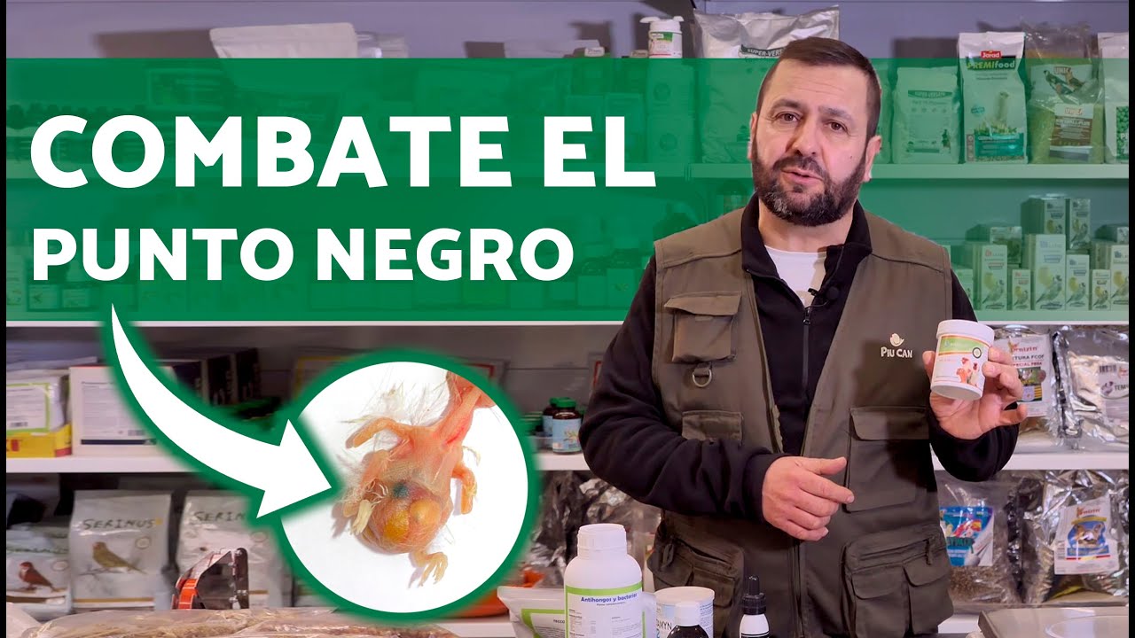 PROBLEMAS durante la CRÍA de Aves ⚫ El Punto Negro: Causas y SOLUCIONES