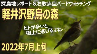 軽井沢野鳥の森の探鳥地レポートです　野鳥は多いのですが…　2022年7月上旬