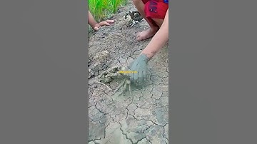 Mò Hang Cua Đồng |Burrowing Crabs#Shorts