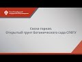 Сосна горная // открытый грунт Ботанического сада СПбГУ