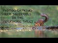 Photographing RED SQUIRRELS from a hide, in the Yorkshire Dales. WILDLIFE VLOG w/ the CANON 1dxmkii