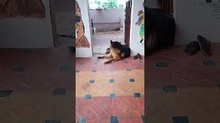 #germanshepherd #dog #dogowner #doglover #shortvideo #petowner #shortcontent #gsdrescue