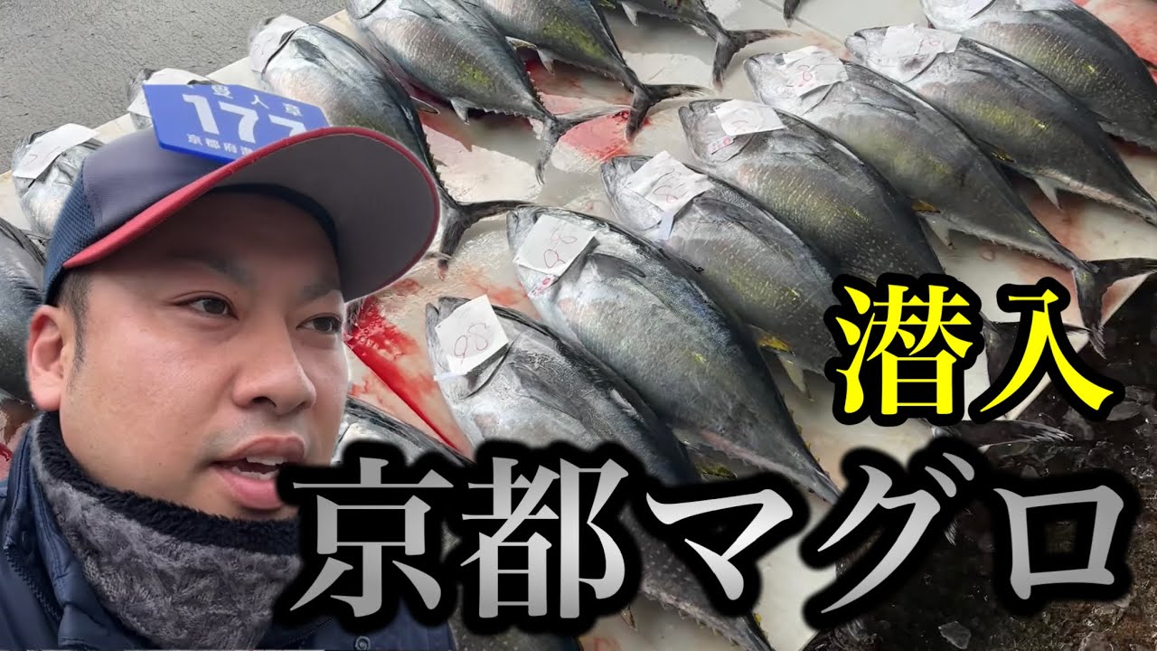 【潜入】京都マグロ鮪がずらり。仲買人カメラで京都舞鶴市場の競りを見よ。