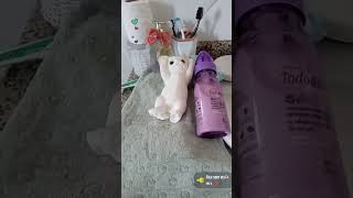 Rotina de banho da flapy !