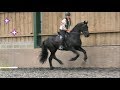 Friesian Horse is very excited to be jumping in the indoor arena