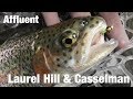 Fly Fishing Affluent, Laurel Hill Creek & Casselman River, PA & MD - Wooly Bugged