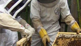 Urban beekeeping flourishes: Inside the L.A. push to legalize backyard hives